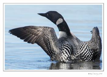 loon wing spread 2 copy.jpg